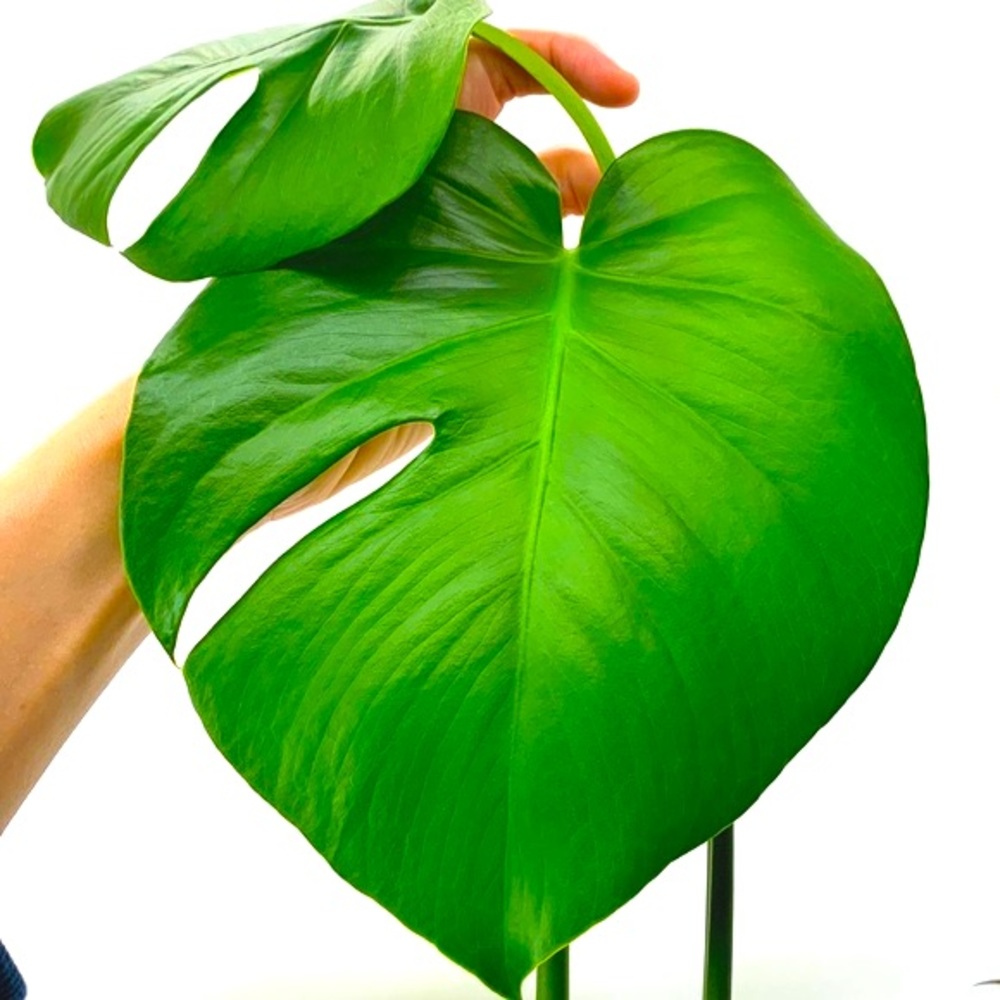 Monstera - Medium